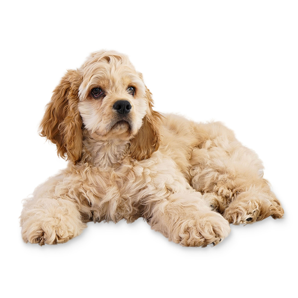 Cocker Américain Éleveur de chiens Houssin Kuurne Chiots à vendre, plus de 20 races