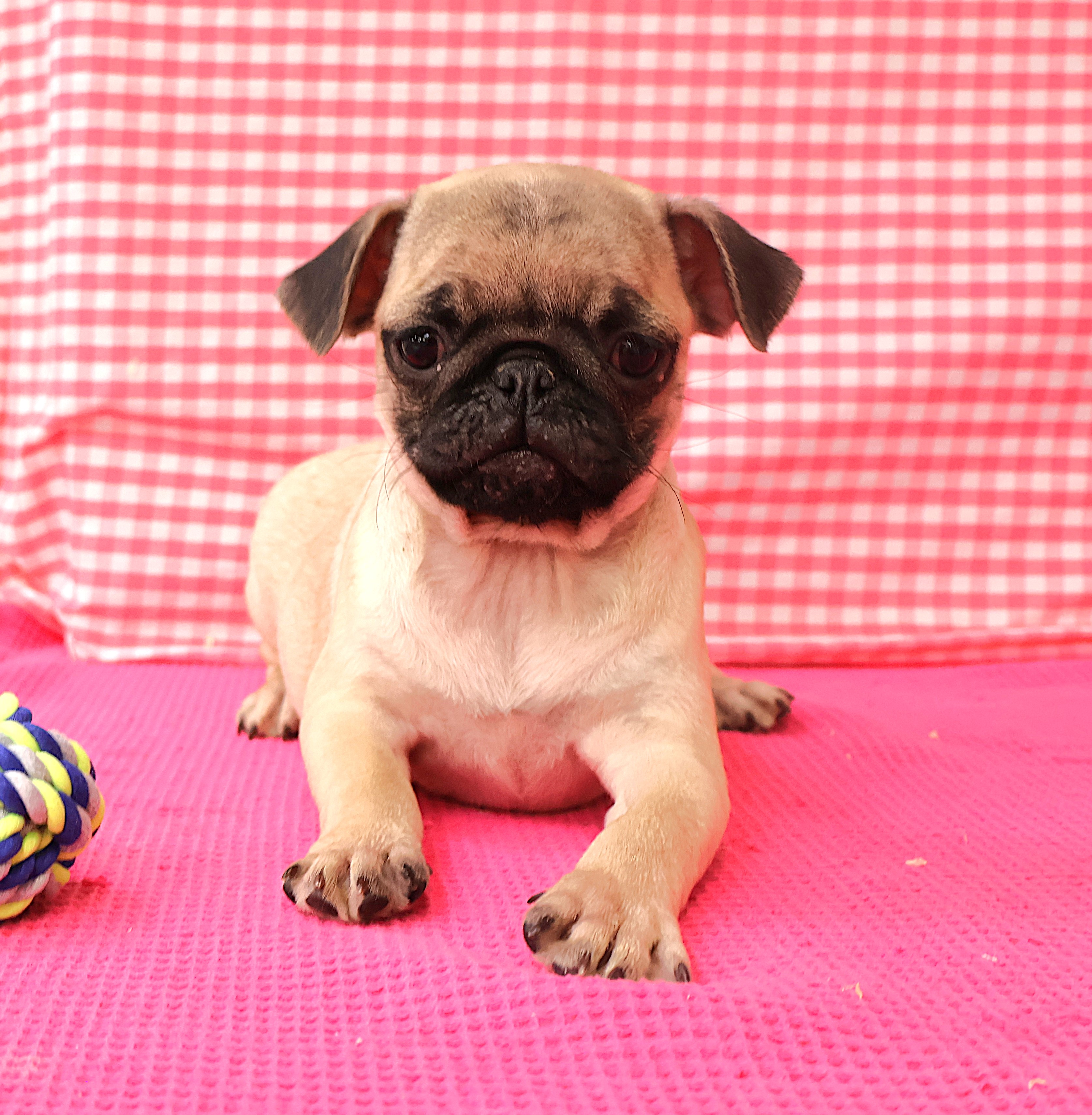 Carlin leveur De Chiens Houssin Kuurne Chiots Vendre Plus De 20 Carlin leveur De Chiens Houssin Kuurne Chiots Vendre Plus De 20