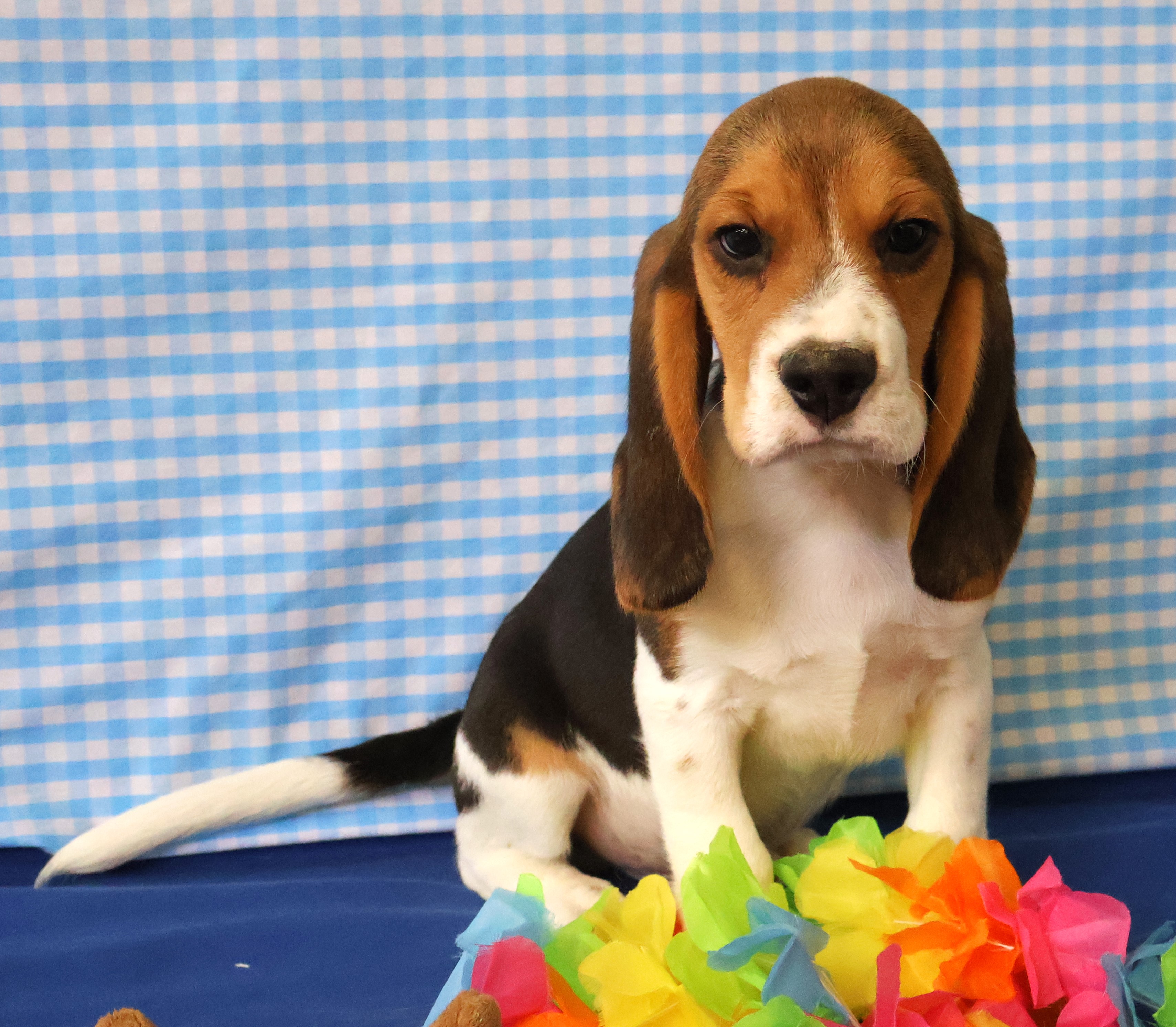 Épingle à Veston (pin's) Chiens Jumeaux - Modèle Terrier/beagle/berger - Cristal - Idée Cadeau Vétérinaire