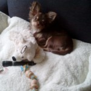 Ambre, l'adorable Chihuahua!