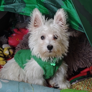 Axel, de West Highland White Terrier (Westie)
