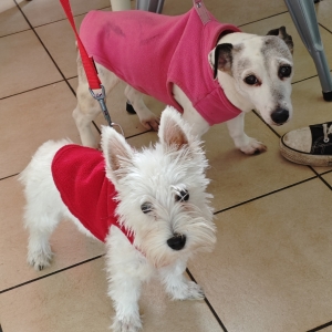 Axel, de West Highland White Terrier (Westie)
