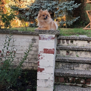 Ayka, de Spitz/Spitz Nain/Loulou de Poméranie