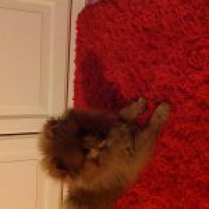 Boo, le Loulou de Poméranie