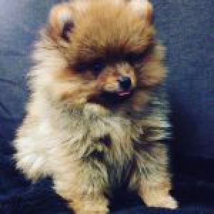 Boo, le Loulou de Poméranie