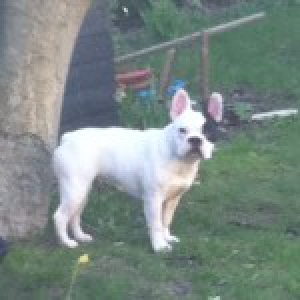 Bouledogue Français Faya