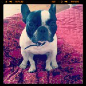 Bouledogue Français Lula