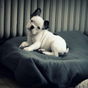 Bulma, le Bouledogue Fran&ccedil;ais