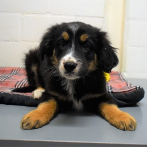 Cali, de Adorables chiots crois&eacute;