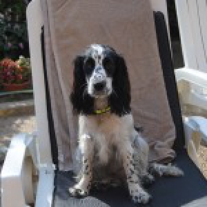 Chanel, le Cocker Anglais