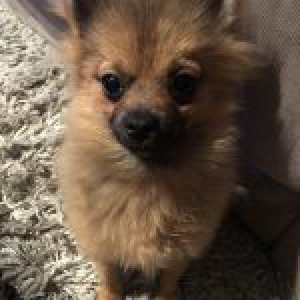 Charlie, le spitz nain