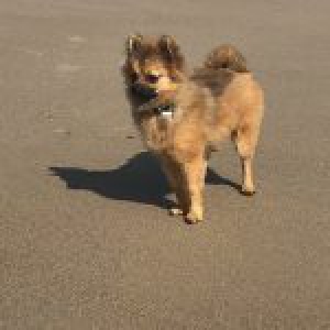 Charlie, le Spitz Nain2