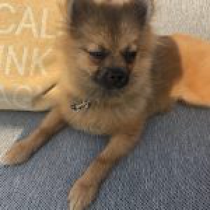 Charlie, le Spitz Nain2