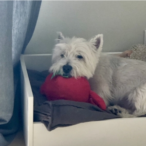 Charly, de West Highland White Terrier (Westie)