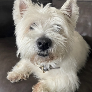 Charly, de West Highland White Terrier (Westie)