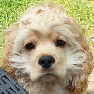 COOKIE, le Cocker Américain