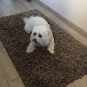 Cooky, le Bichon Maltais