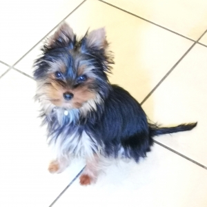 Cooper, de Yorkshire