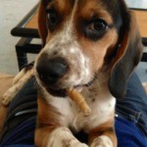 Des nouvelles d'Happy Beagle