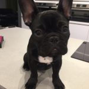 Falco (Aaron), le Bouledogue Français