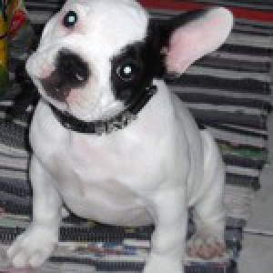 Faya, le Bouledogue Français