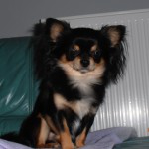 Francis, le Chihuahua