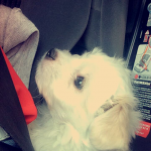 Frimousse, le Bichon Maltais