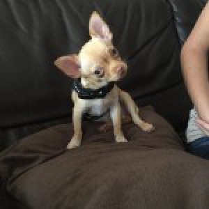 Gizmo, le Chihuahua