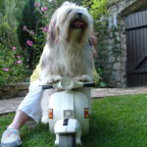 Gribouill, le Lhasa Apso