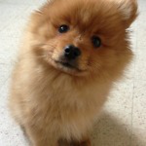 Harko, le Spitz Nain