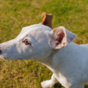 Holly, le Jack Russel