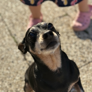 Idgy, de Pinscher Nain