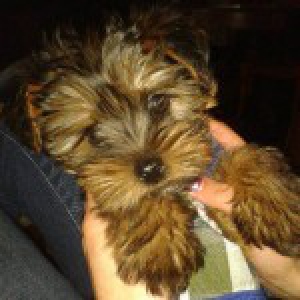 Igloo et Flocon, le Spitz et le Yorkshire