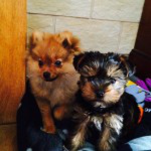 Igloo et Flocon, le Spitz et le Yorkshire2