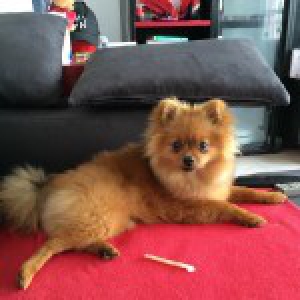 Igloo et Flocon, le Spitz et le Yorkshire2
