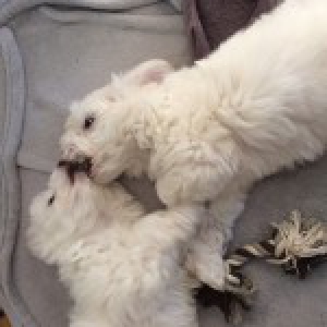 Isko, le Bichon Maltais