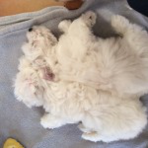 Isko, le Bichon Maltais