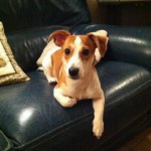 Jack Russel Zo&eacute;