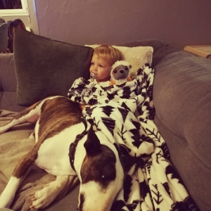 JAYZY, le Bull Terrier