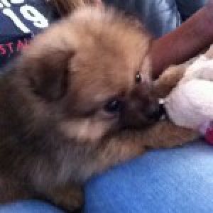 Jimmy, le Spitz Nain2