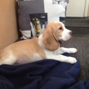 Kiara, le Beagle