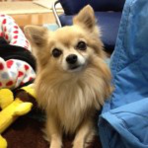 Kotaroh, the Chihuahua