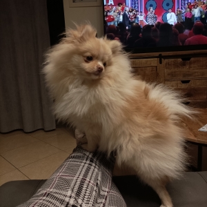 Lana, de Spitz/Spitz Nain/Loulou de Poméranie