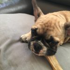 Léa, le Bouledogue Français