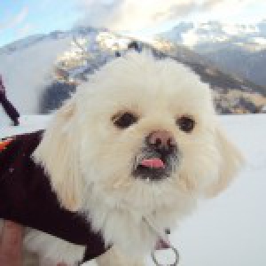 Lily, le Lhassa Apso