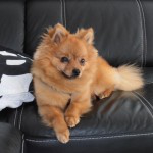 Lolly, le Spitz Nain