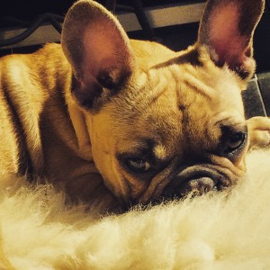 Madock, le Bouledogue Français