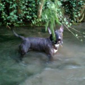 Maya, le Bull Terrier