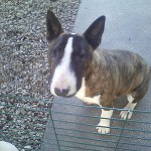 Molosse, le Bull Terrier