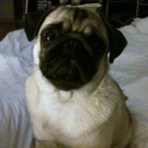 Nala, mon Carlin